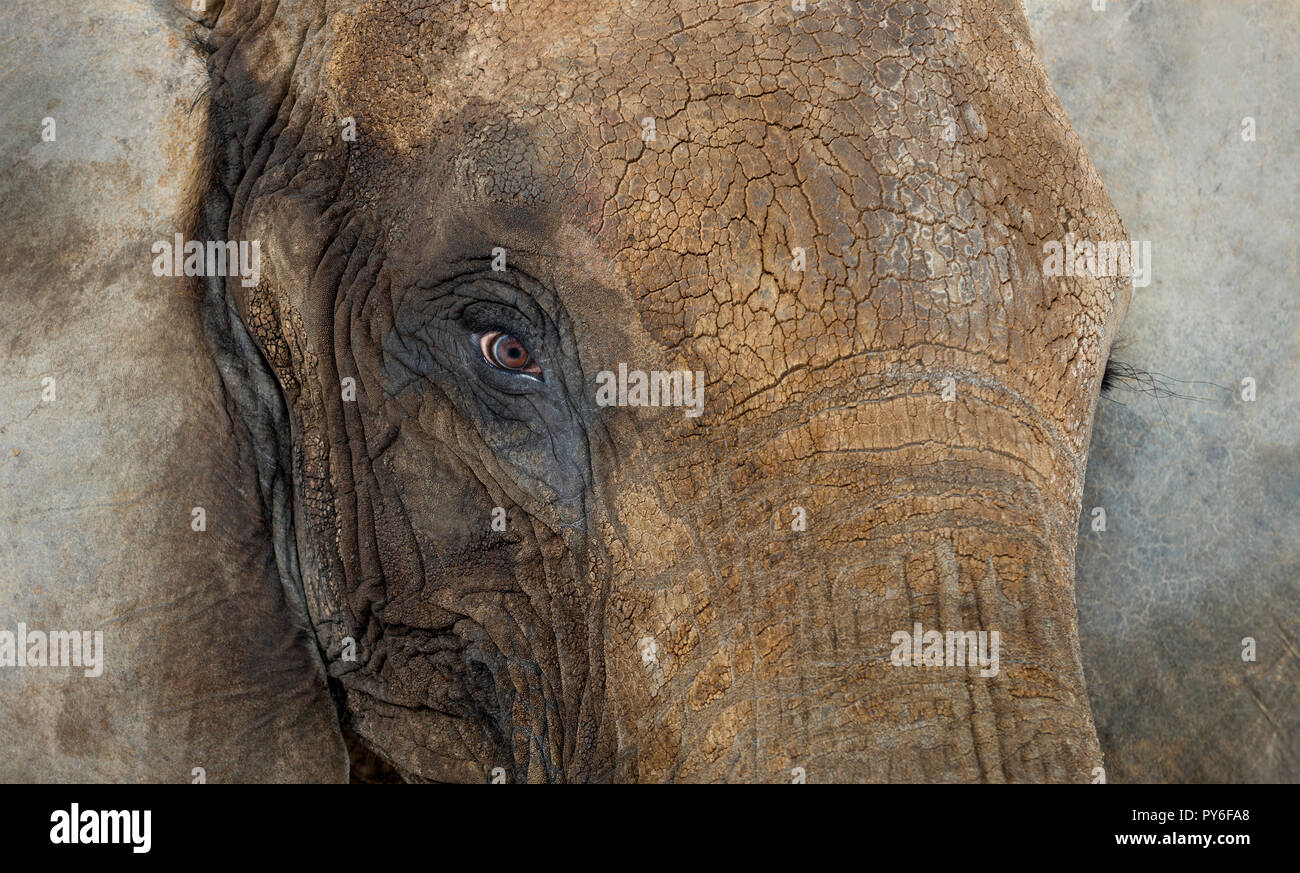 Nahaufnahme eines Afrikanischen Elefanten Stockfoto