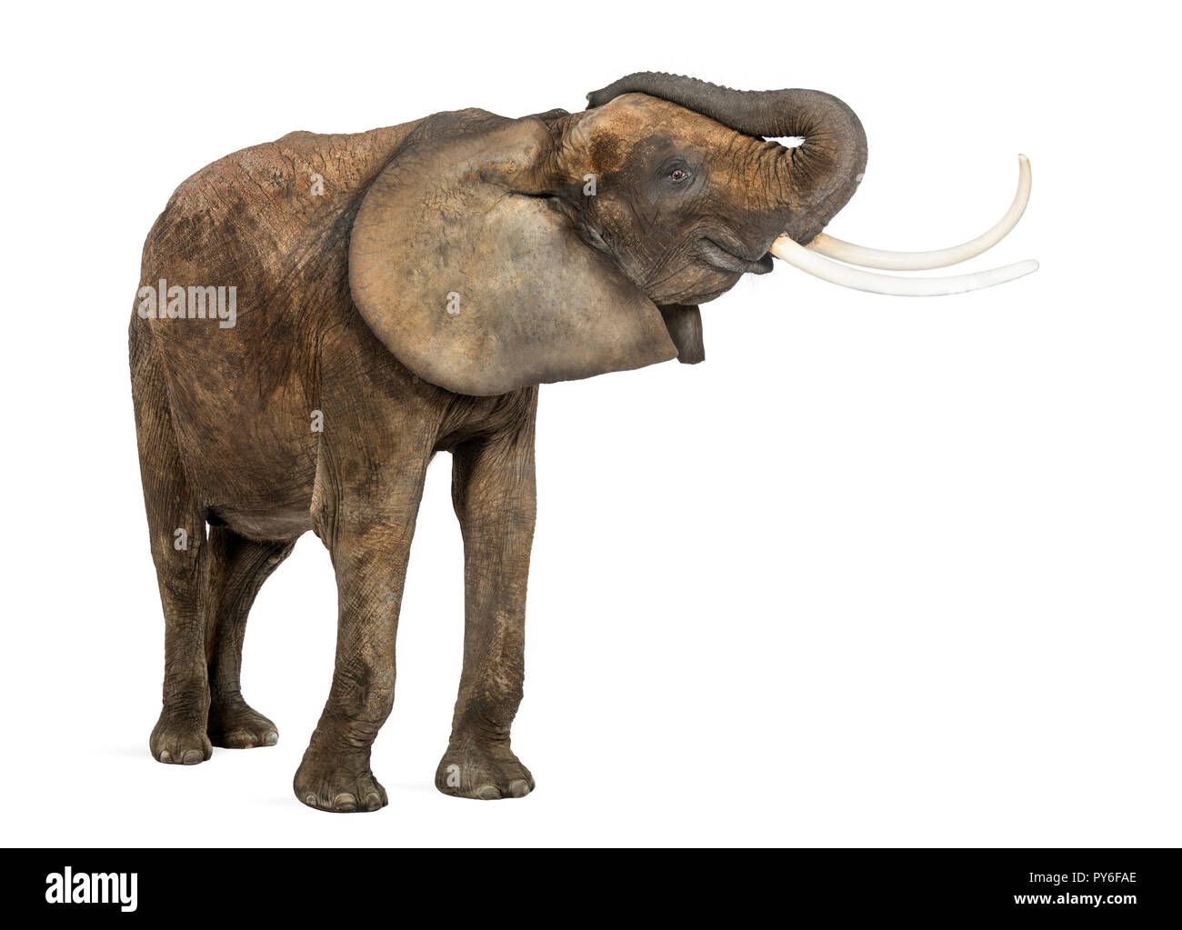 Afrikanischer Elefant, stehend, Amtsleitung, isoliert auf weißem Stockfoto