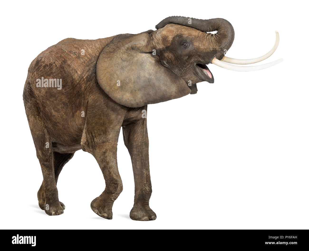 Afrikanischer Elefant trompetet, glücklich, isoliert auf weißem Stockfoto