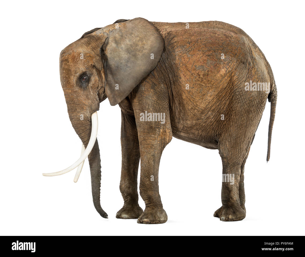 Ständigen afrikanischen Elefanten, isoliert auf weißem Stockfoto