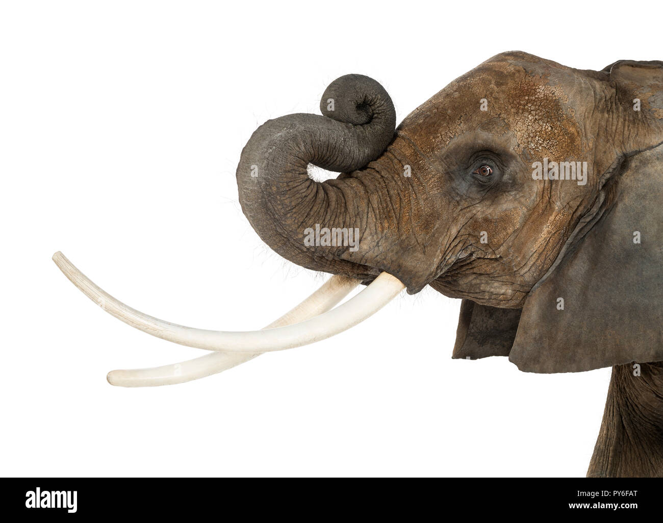 Nahaufnahme eines afrikanischen Elefanten den Rüssel, isoliert auf weißem Stockfoto