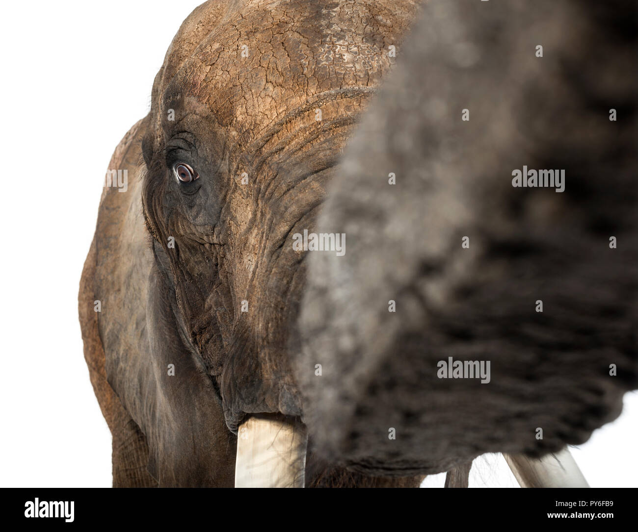 Nahaufnahme eines Afrikanischen Elefanten Stockfoto