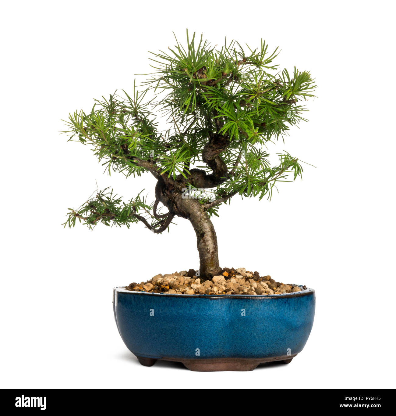 Europäische Lärche Bonsai Baum, Larix decidua, isoliert auf weißem Stockfoto