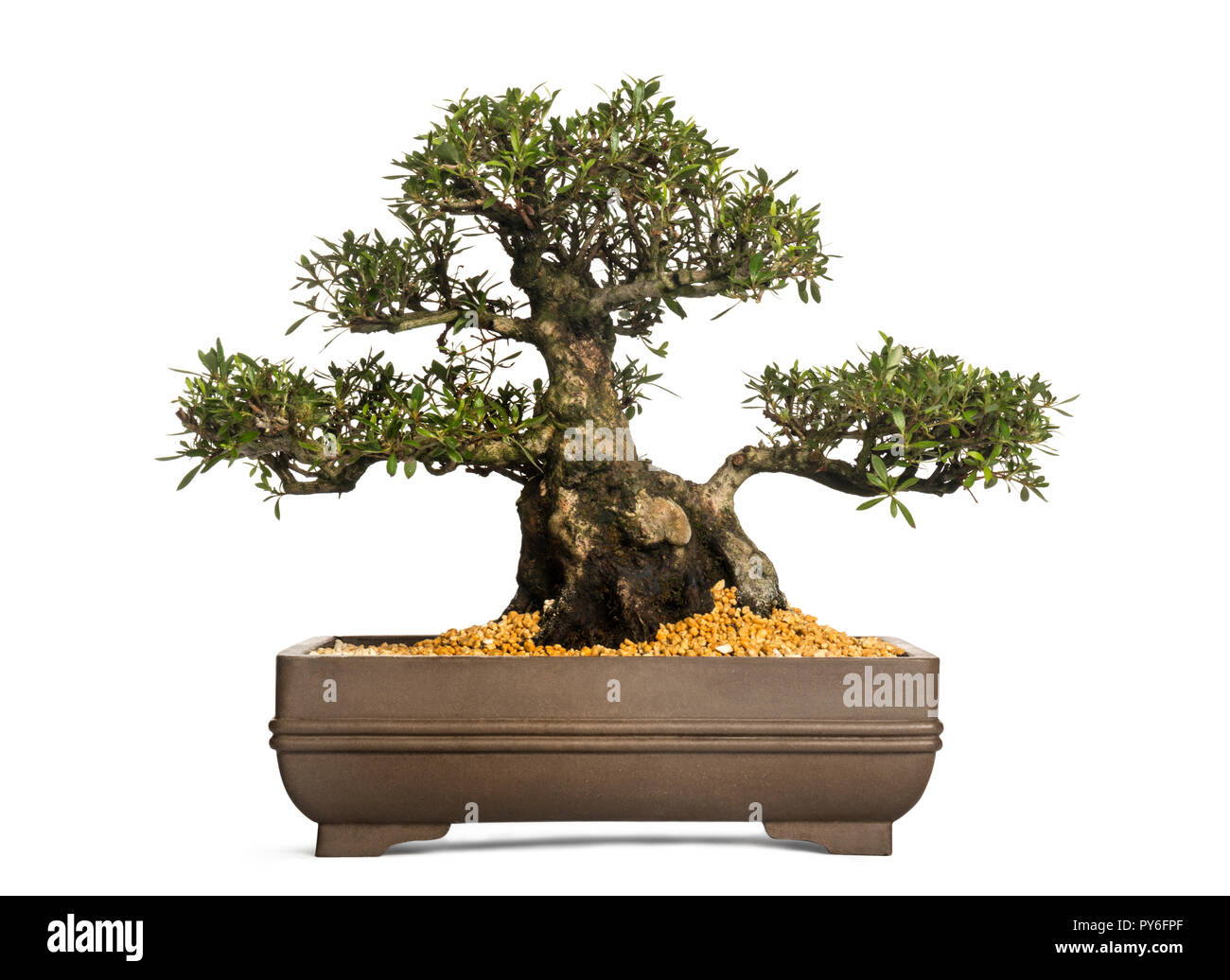 Azalee Bonsai Baum, Rhododendron, isoliert auf weißem Stockfoto