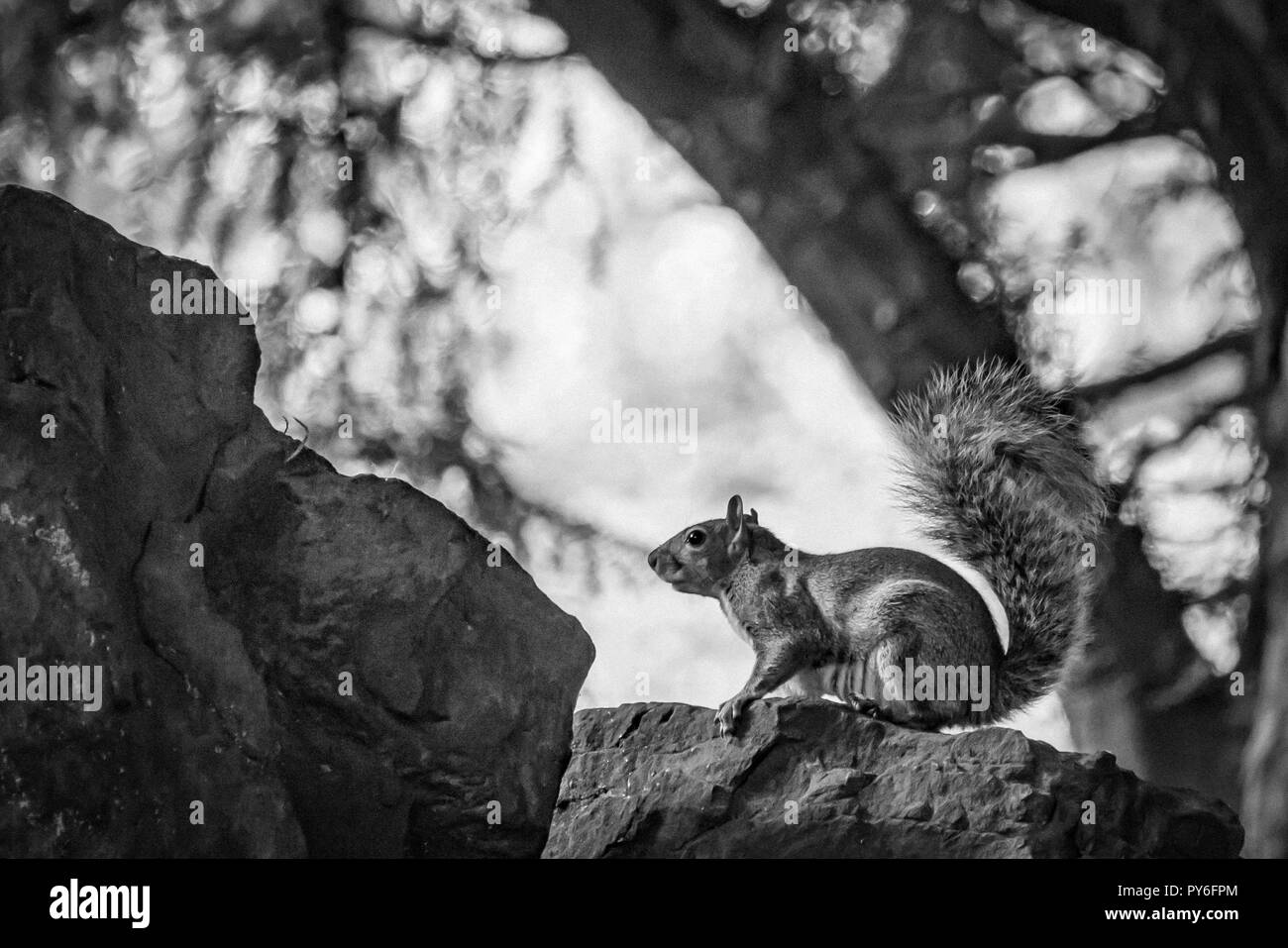 Eichhörnchen im Park Stockfoto