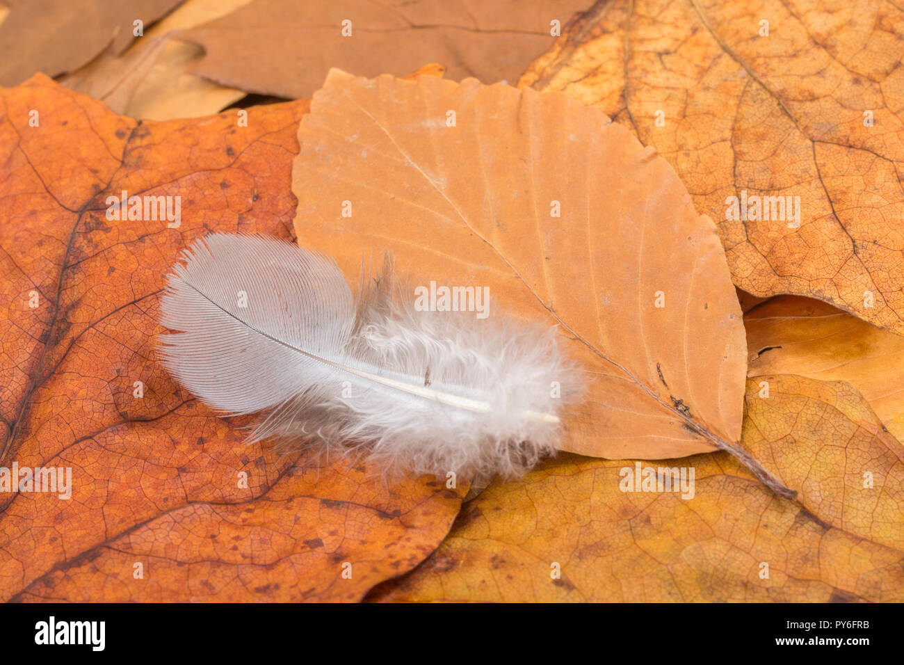 Orange gold Herbstliche Blätter auf dem Boden mit dem kleinen Vogel Feder. Metapher herbst Jahre, Saisonende, später leben, Rente, Fallen, leicht wie eine Feder Stockfoto