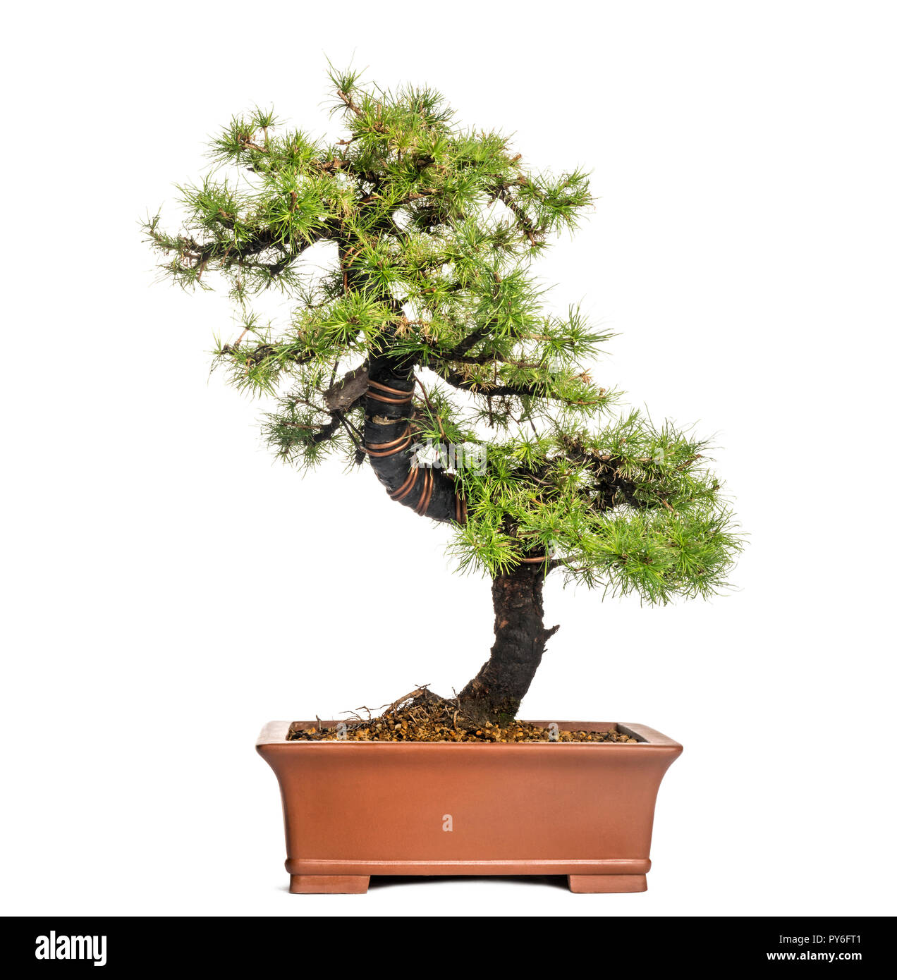 Lärche Bonsai Baum, Larix, isoliert auf weißem Stockfoto