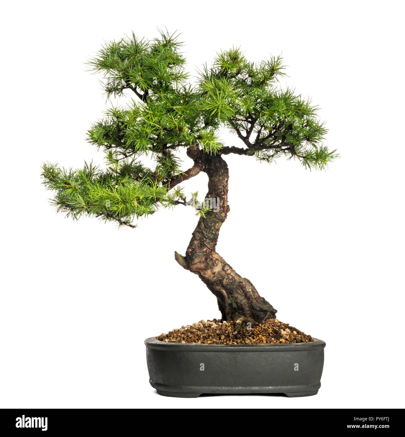 Lärche Bonsai Baum, Larix, isoliert auf weißem Stockfoto