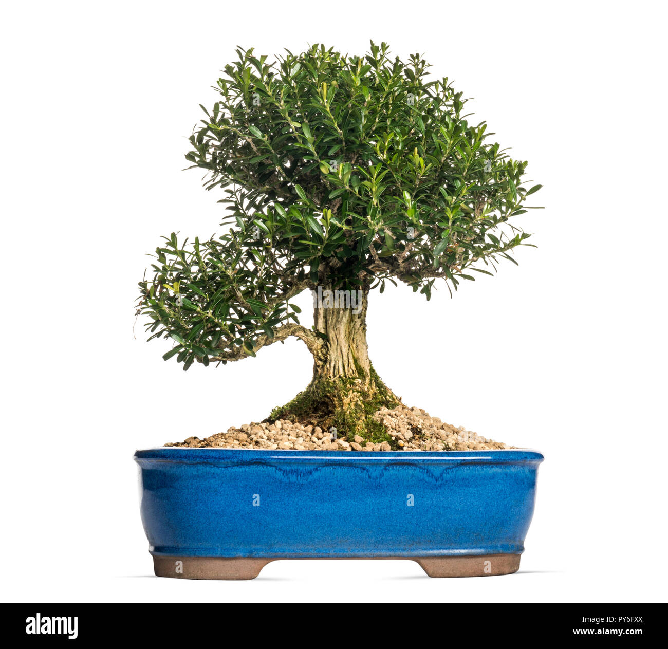 Buchsbaum Bonsai, isoliert auf weiem Stockfotografie - Alamy