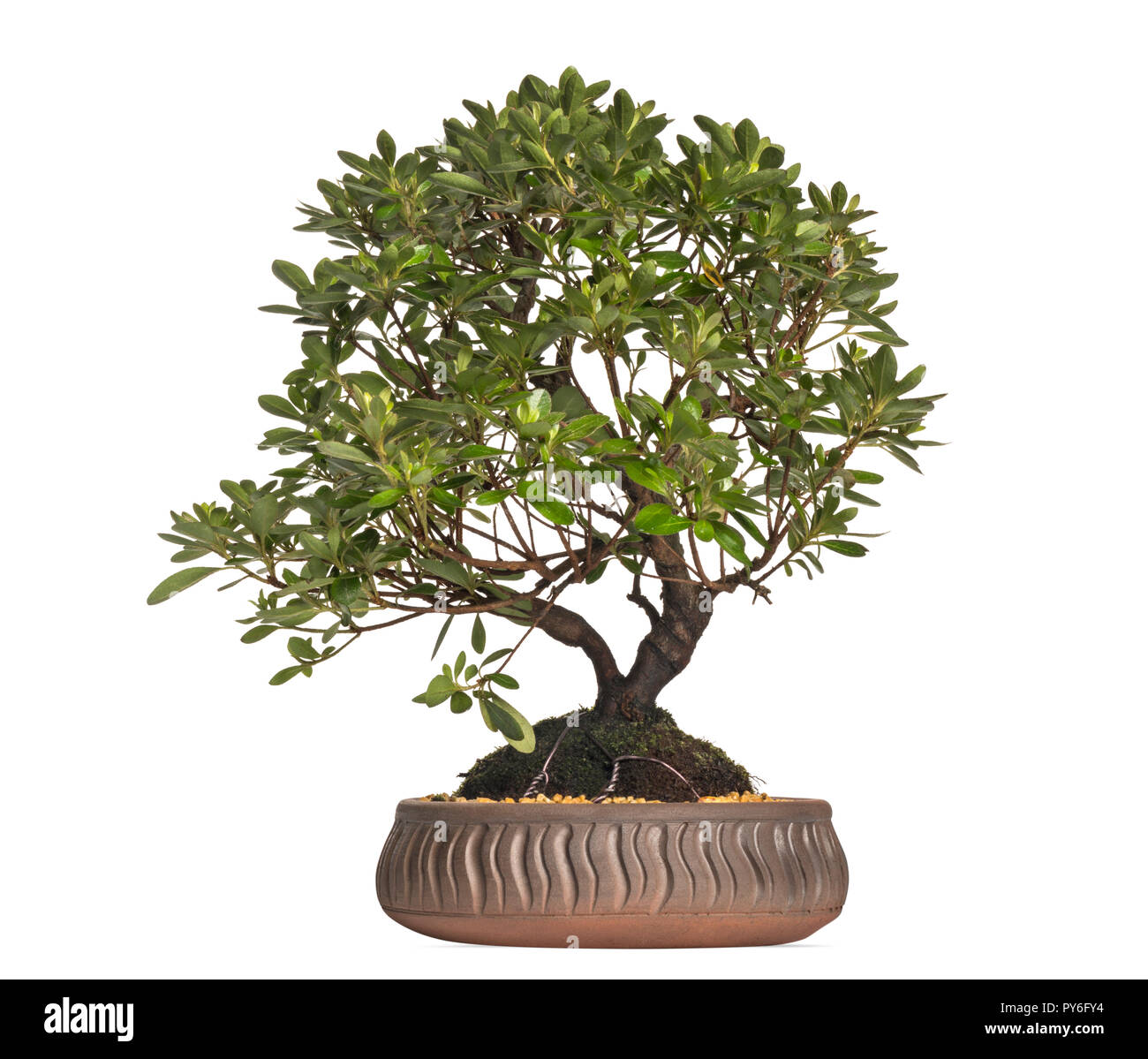 Azalee Bonsai Baum, Rhododendron, isoliert auf weißem Stockfoto