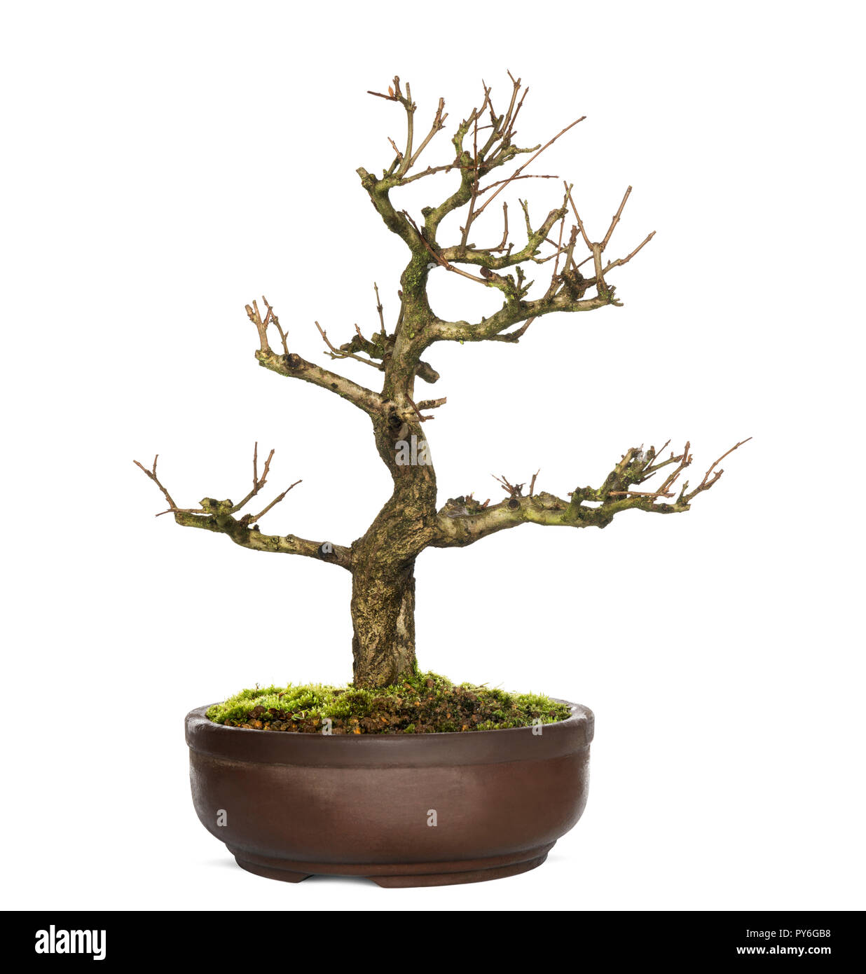 Granatapfel Bonsai Baum, Punica granatum, isolatedon Wei Stockfotografie -  Alamy