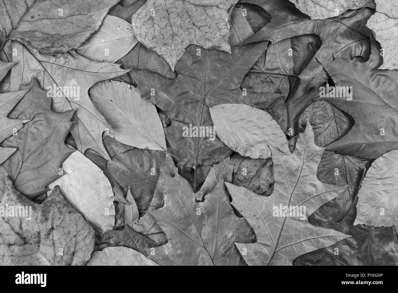 Schwarze und weiße Herbstliche Blätter auf dem Boden. Von PY6EYJ. Metapher herbst Jahre, Saisonende, später leben, Rente, Fallen, Blatt Wurf, Streufall Stockfoto