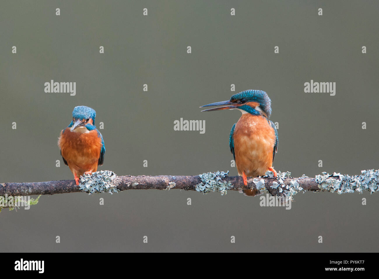 Paar Eisvögel männliche und weibliche auf einer Flechte bedeckt. England Großbritannien Stockfoto