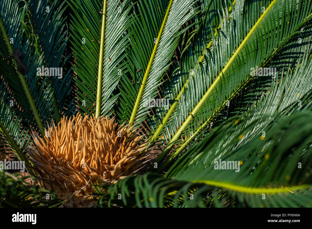 Cycad wissenschaftliche Name ist Cycas circinalis L. Familien Cycadaceae. Cycas schließen oben mit lyzard im Herzen der Palme, Blume und Pflanze Stockfoto