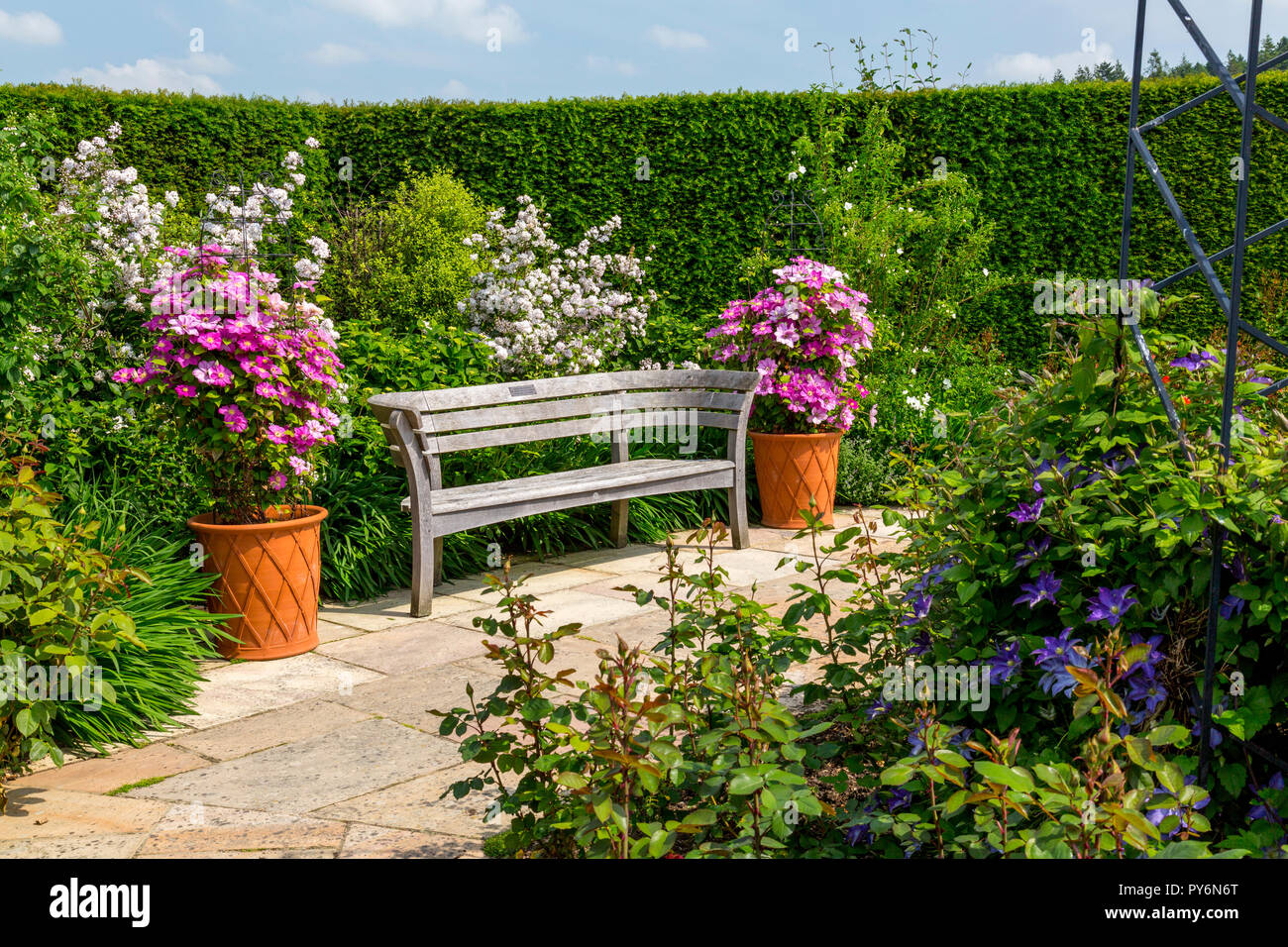 Eine bunte Anzeige der Sommer Rosen und Clematis, in der die Königin Mutter Rose Garden an der RHS Garden Rosemoor, Devon, England, Großbritannien Stockfoto