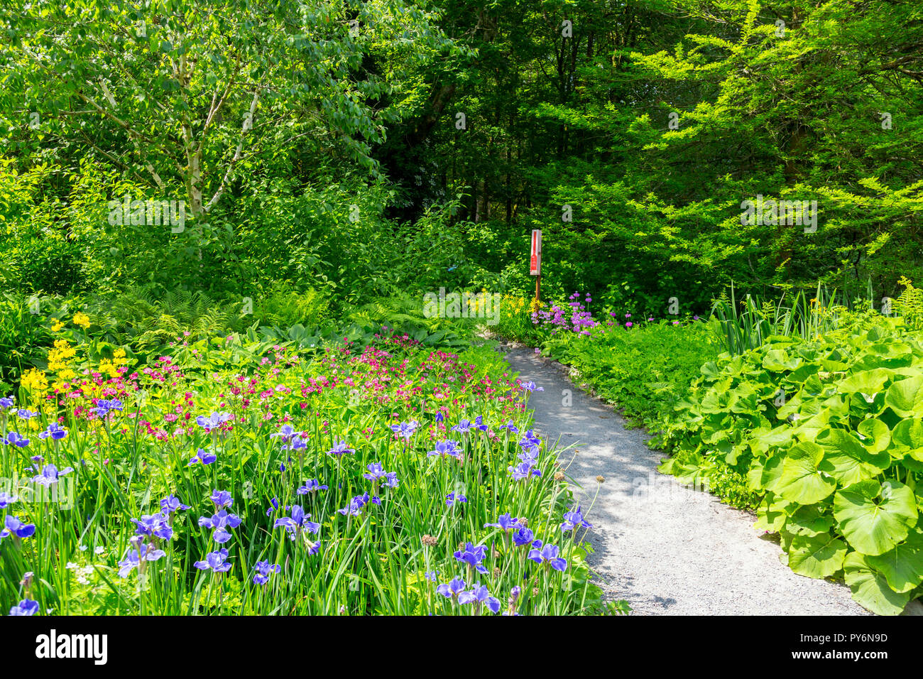 Blühende Iris und astrantias neben dem See an der RHS Garden Rosemoor, Devon, England, Großbritannien Stockfoto
