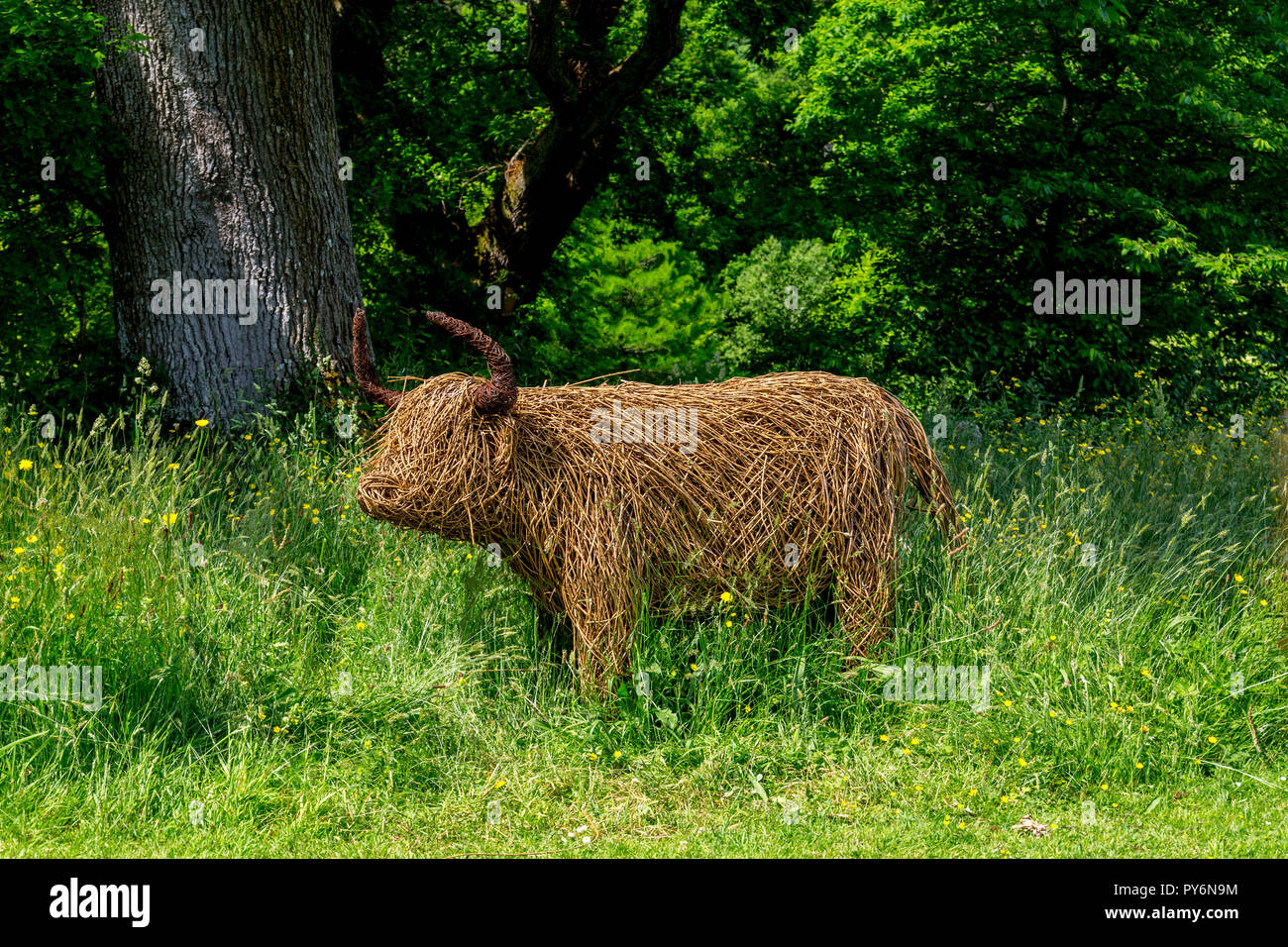 Ein Highland Kuh von Willow in der Wilde Blumenwiese an der RHS Garden Rosemoor, Devon, England, Großbritannien Stockfoto