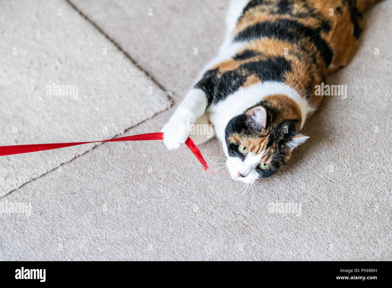 Nahaufnahme des verspielten Calico Cat, der lag auf der Seite und spielt mit roten Streifen Spielzeug in Wohnzimmer, Haus, zu Hause auf dem Teppich, Beißen, Fangen, festhalten, mit Stockfoto