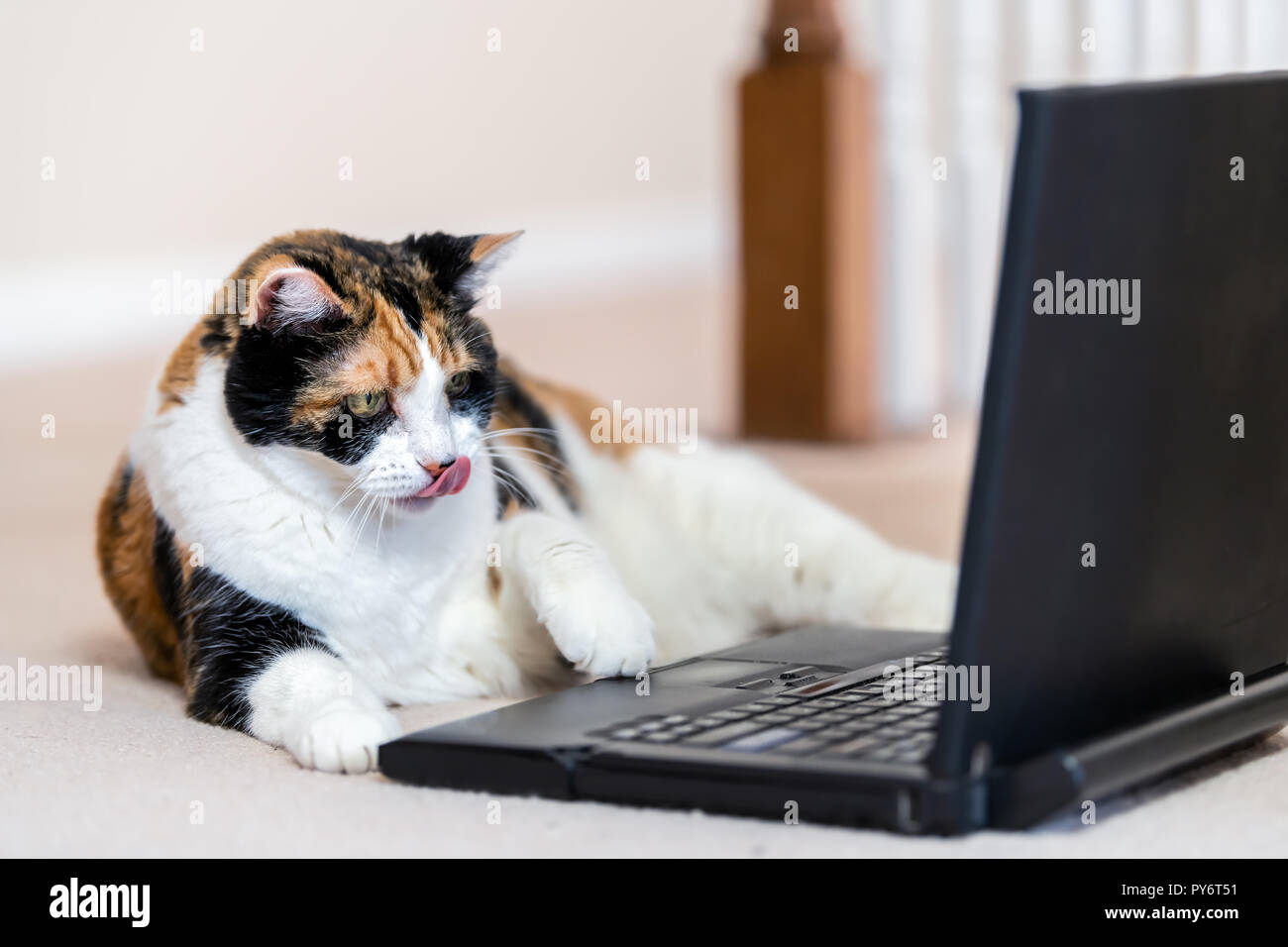 [Image: nahaufnahme-des-calico-cat-neugierig-lap...py6t51.jpg]