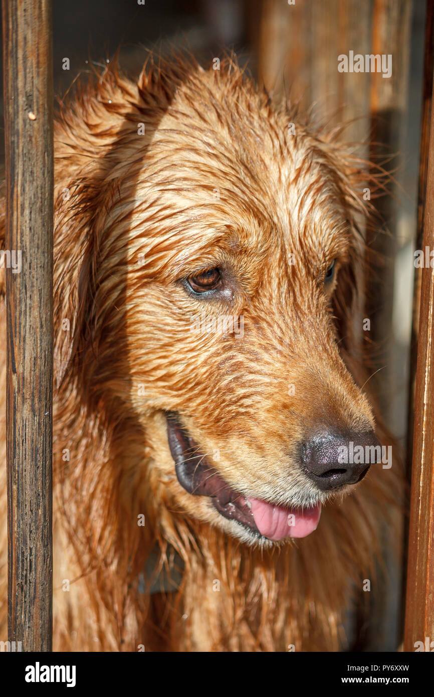 Eine haarige Golden Retriever nach dem Schwimmen Stockfoto