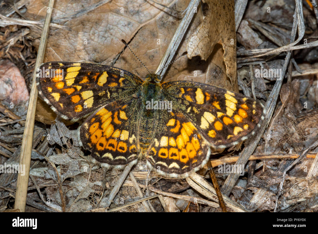 Feld Crescent Schmetterling (Phyciodes pulchella) Ruhe im Wald boden Blattsänfte, Castle Rock Colorado USA. Stockfoto