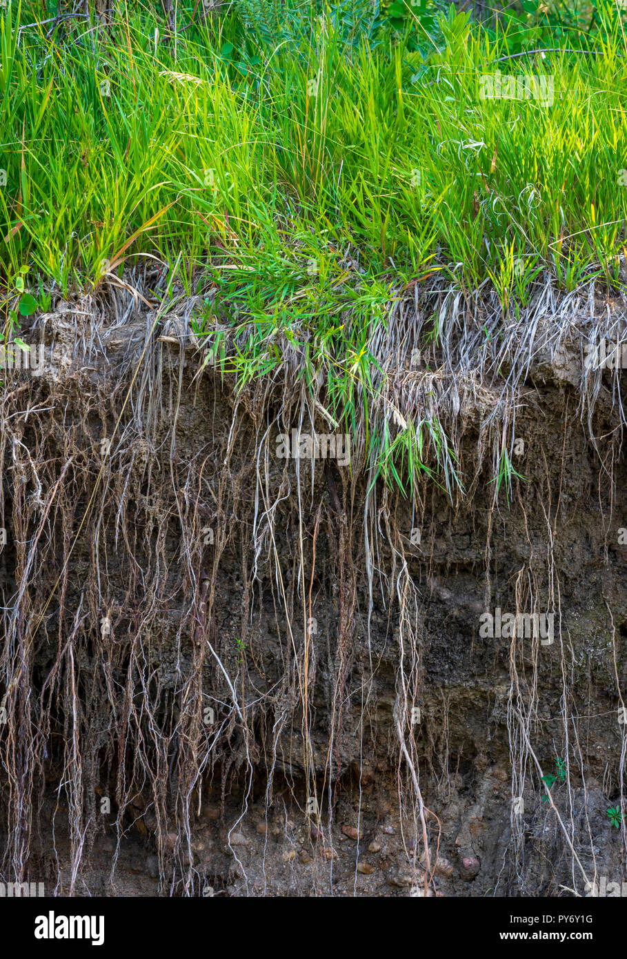 Colorado wildes Gras zeigt tiefe Wurzel Struktur. Castle Rock Colorado USA. Stockfoto