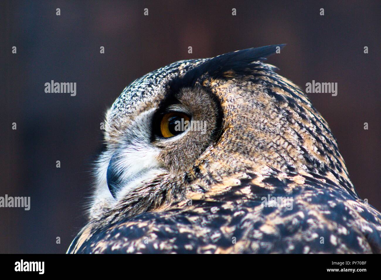 Ein wunderschöner Vogel Geburt eine Eule mit Federn von Braun und Dunkelbraun mit schönen großen Augen der gelbe Schatten. Es ist ein Raubvogel ein Stockfoto