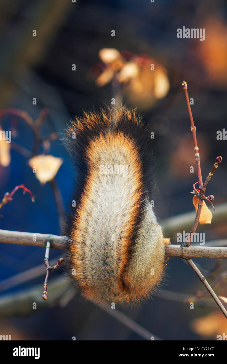 Portrait von Tier Eichhörnchen Rückansicht des Chic flauschigen Schwanz Stockfoto