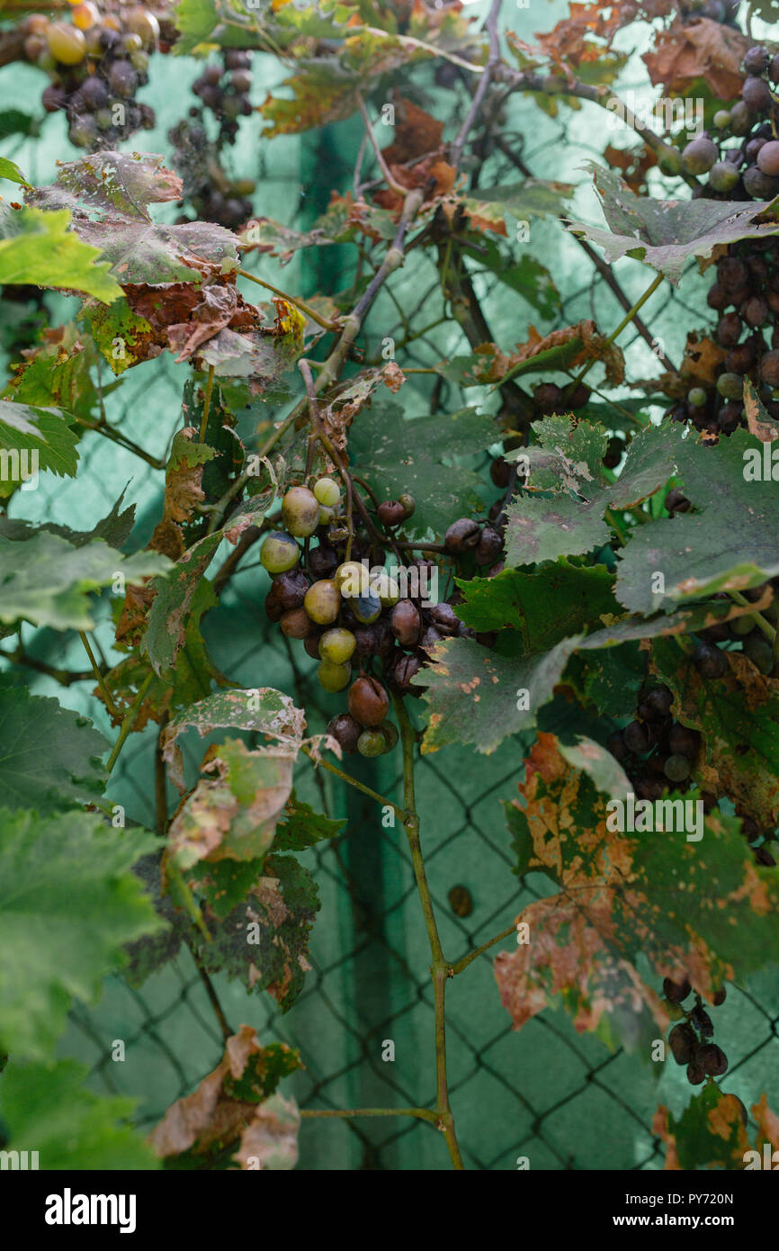 Das Trocknen von Trauben, die an den Zaun im Süden Europas Stockfoto