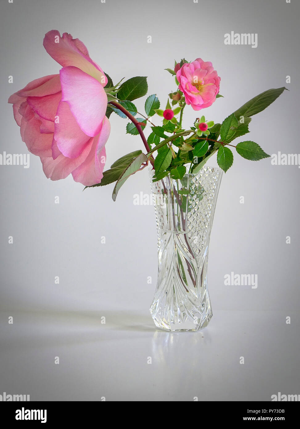 Blumige ANZEIGE: English Rose. Stockfoto