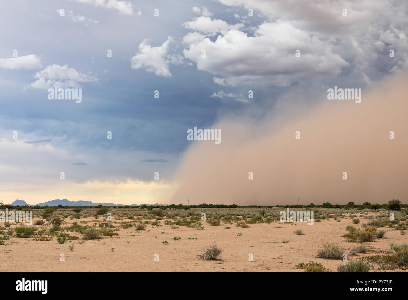 Während der Monsunsaison im Sommer zieht sich ein Staubsturm durch die Wüste von Arizona Stockfoto