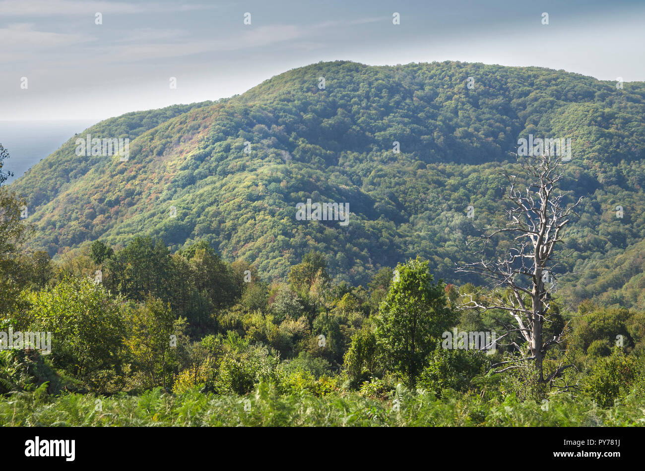 Die landscapein am Kaukasus, ertrinken in Grün Stockfoto