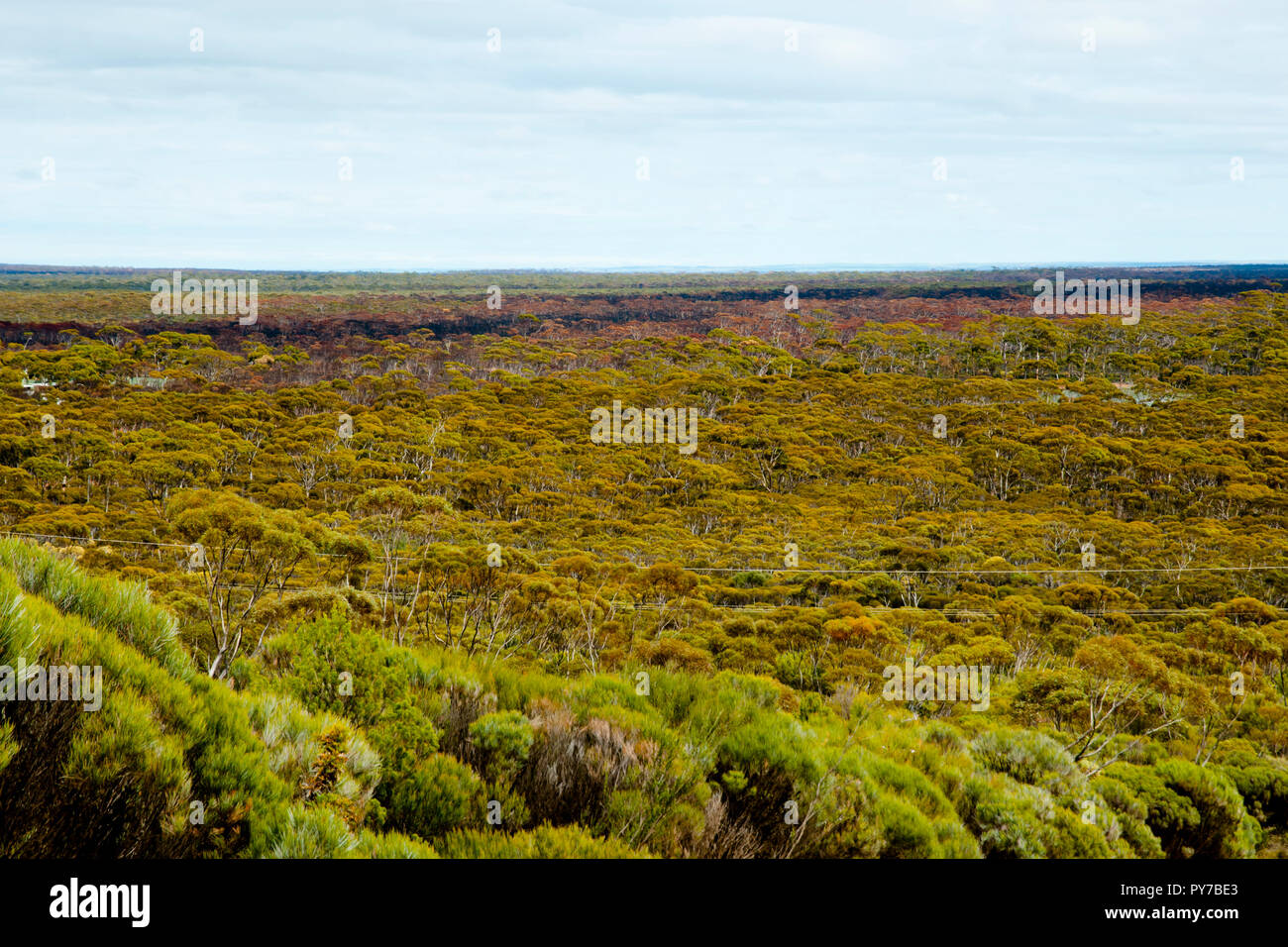 Great Western Woodlands - Australien Stockfoto