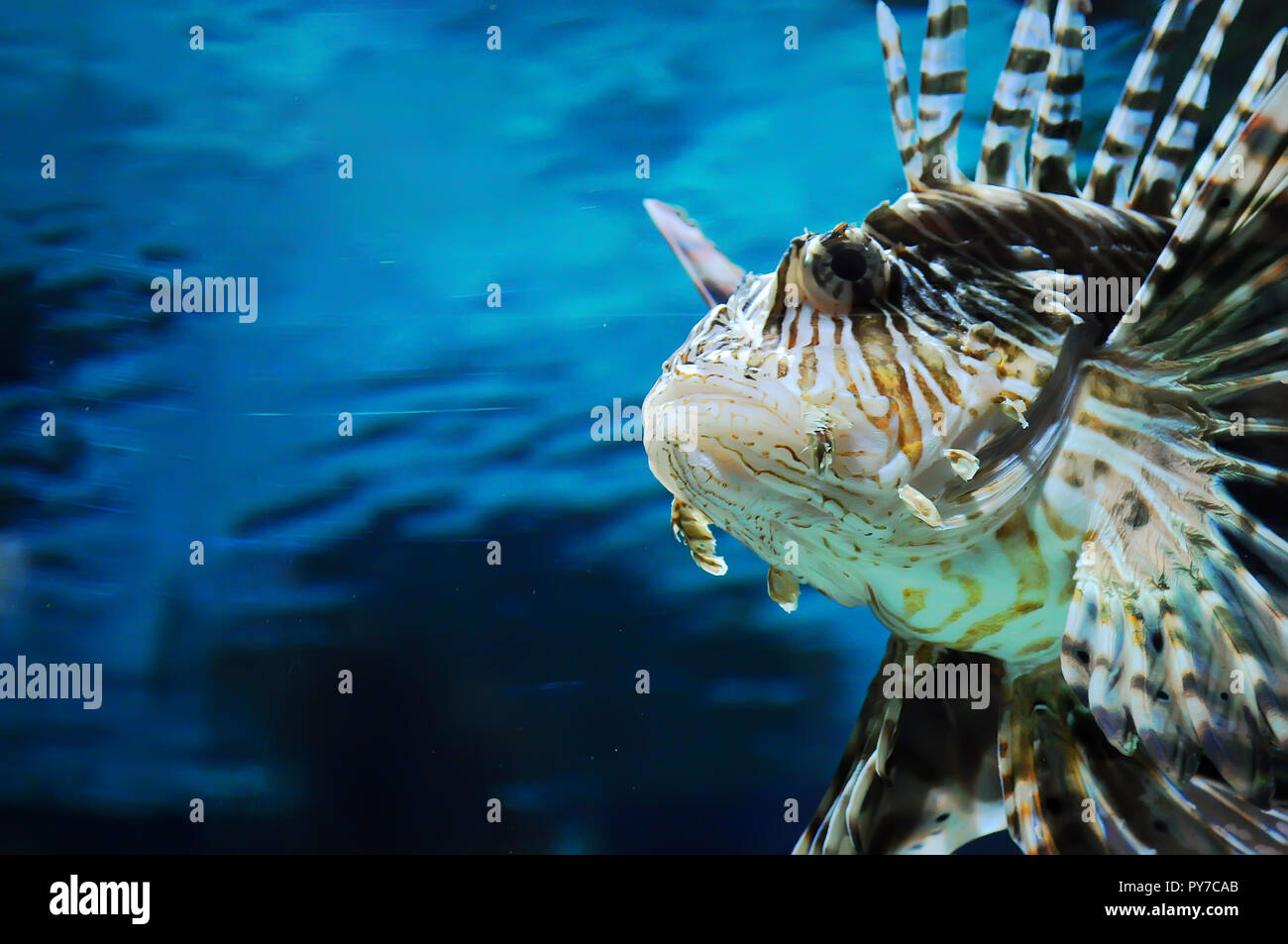 Nahaufnahme des Gesichts der Feuerfische auf dem Hintergrund von dunklem Blau Wasser im Aquarium Stockfoto