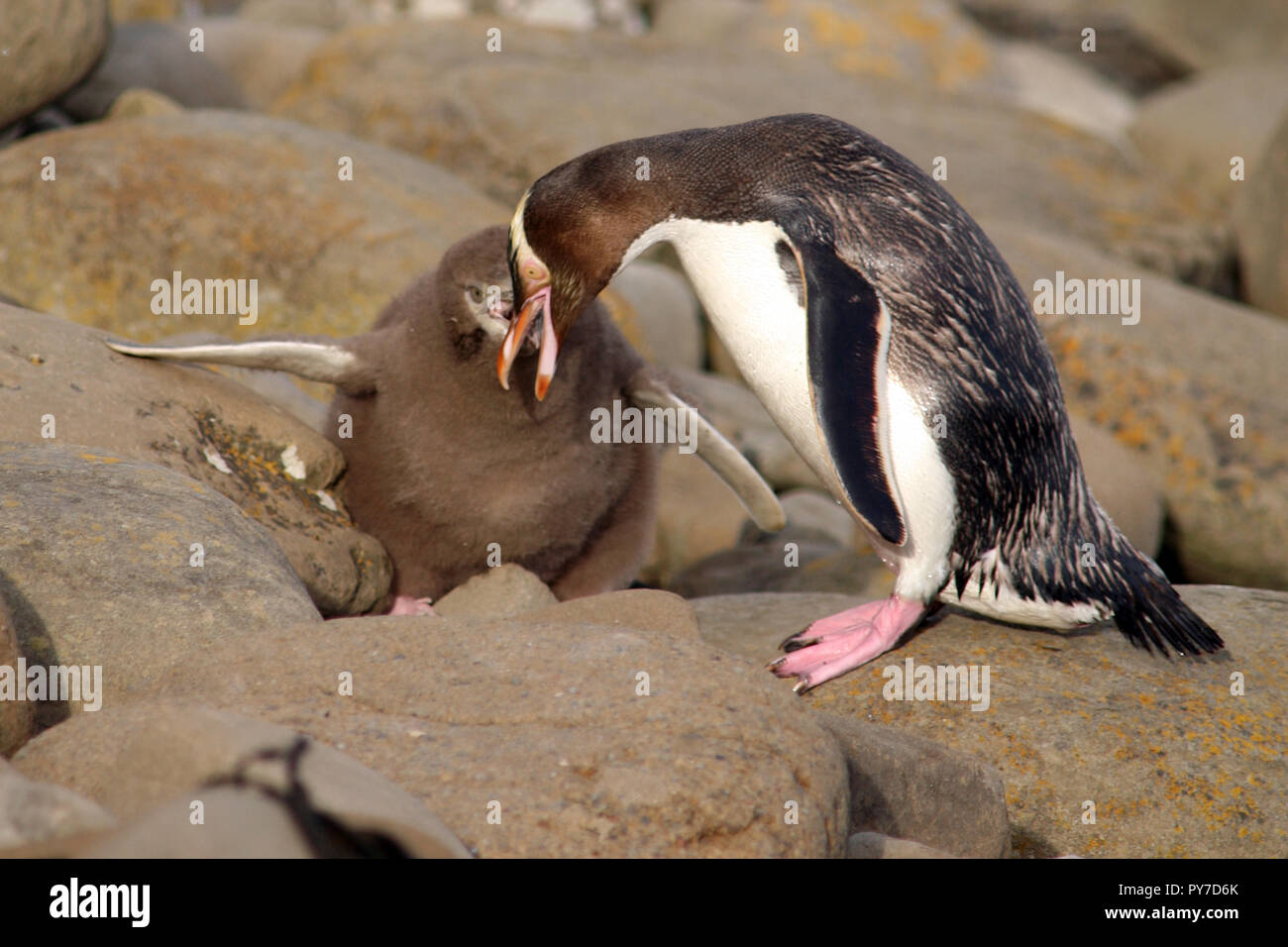 Yellow eyed Pinguins Fütterung Küken, Hoiho, Curio Bay, South Island, Neuseeland Stockfoto