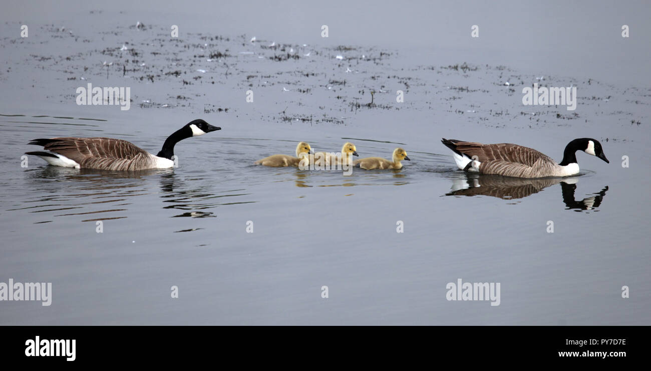 Kanadagänse mit drei Gänschen auf See Stockfoto