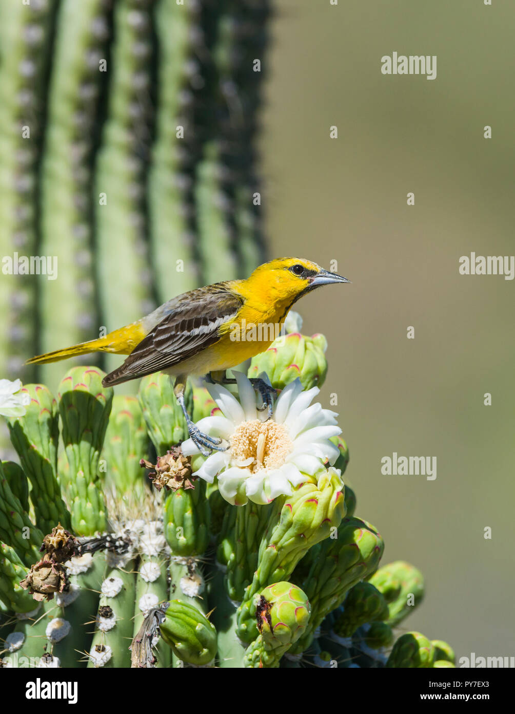 Unreifen männlichen Bullock's Oriole (Ikterus) bullockii Fütterung auf Blüten des Saguaro (Carnegiea gigantea). Arizona Stockfoto