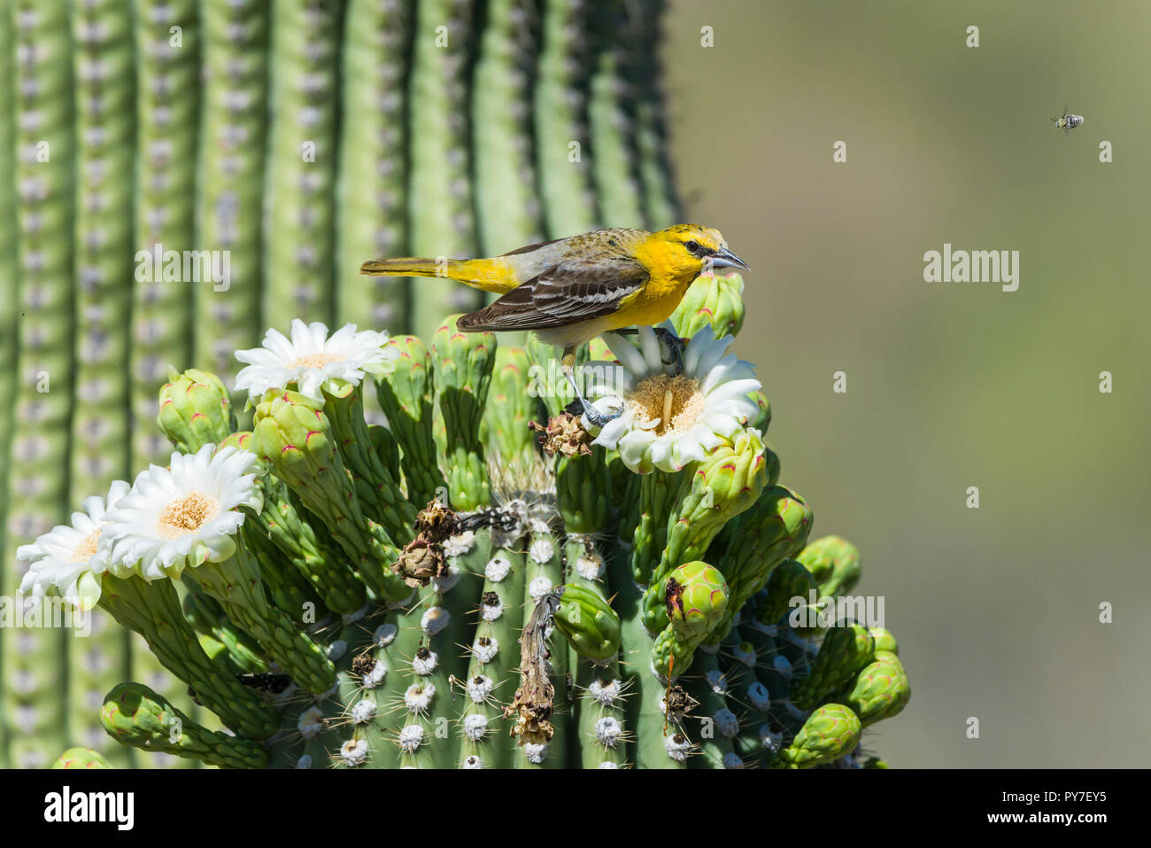 Unreifen männlichen Bullock's Oriole (Ikterus) bullockii Fütterung auf Blüten des Saguaro (Carnegiea gigantea). Arizona Stockfoto