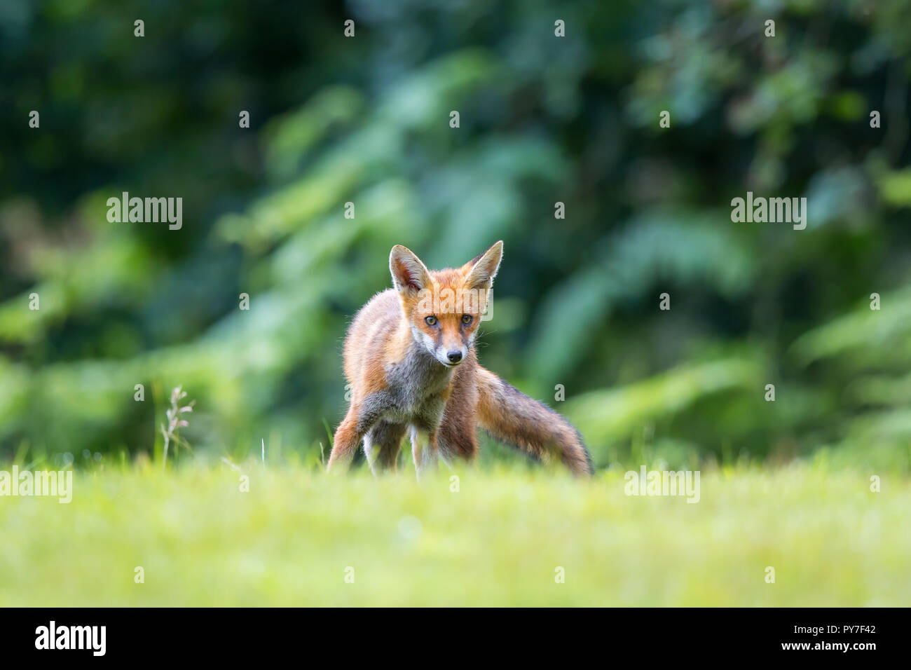 Detaillierte, niedrigen Winkel in der Nähe von Jung, verspielt UK Red Fox (Vulpes vulpes) im Hinterland, im langen Gras direkt in die Kamera starren isoliert stehen. Stockfoto