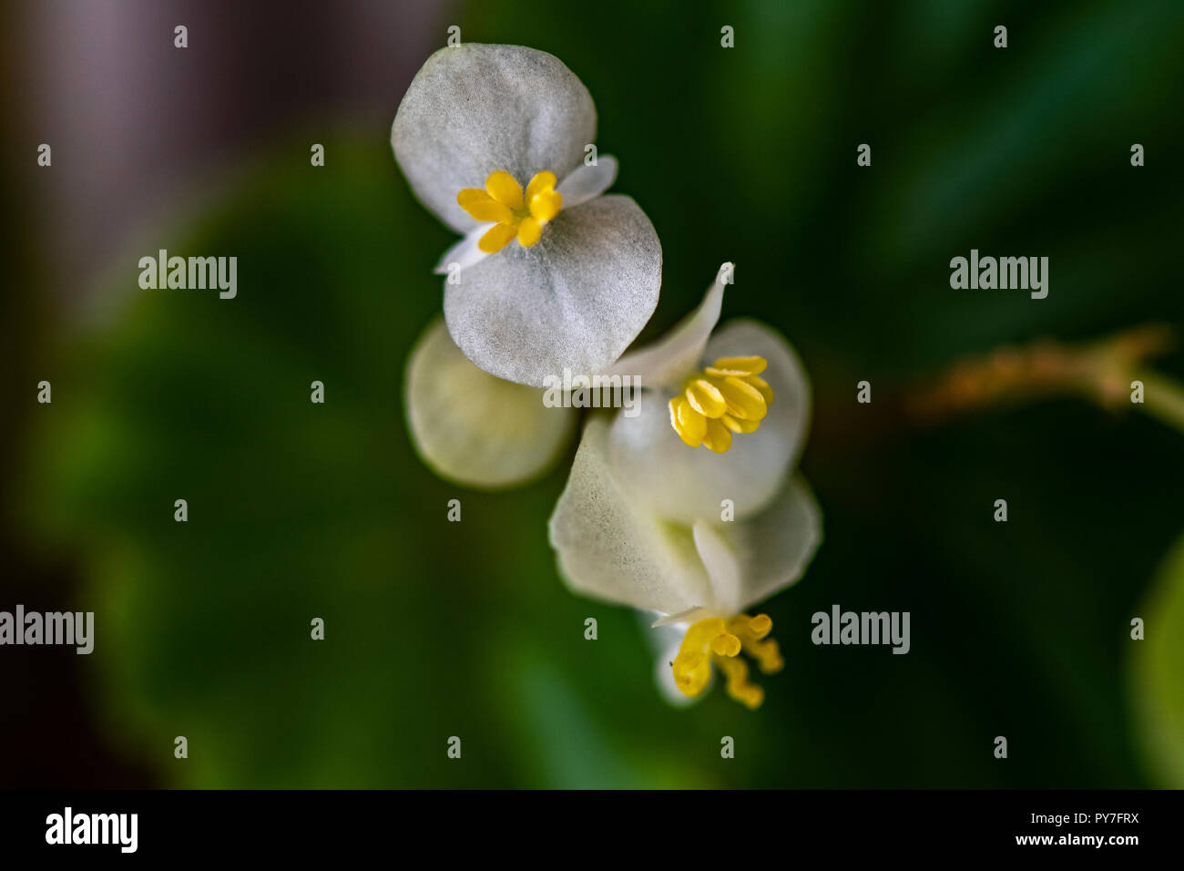 Nahaufnahme der Blüten einer brasilianischen Arten von Begonia (evtl. Begonia Fischeri) Stockfoto