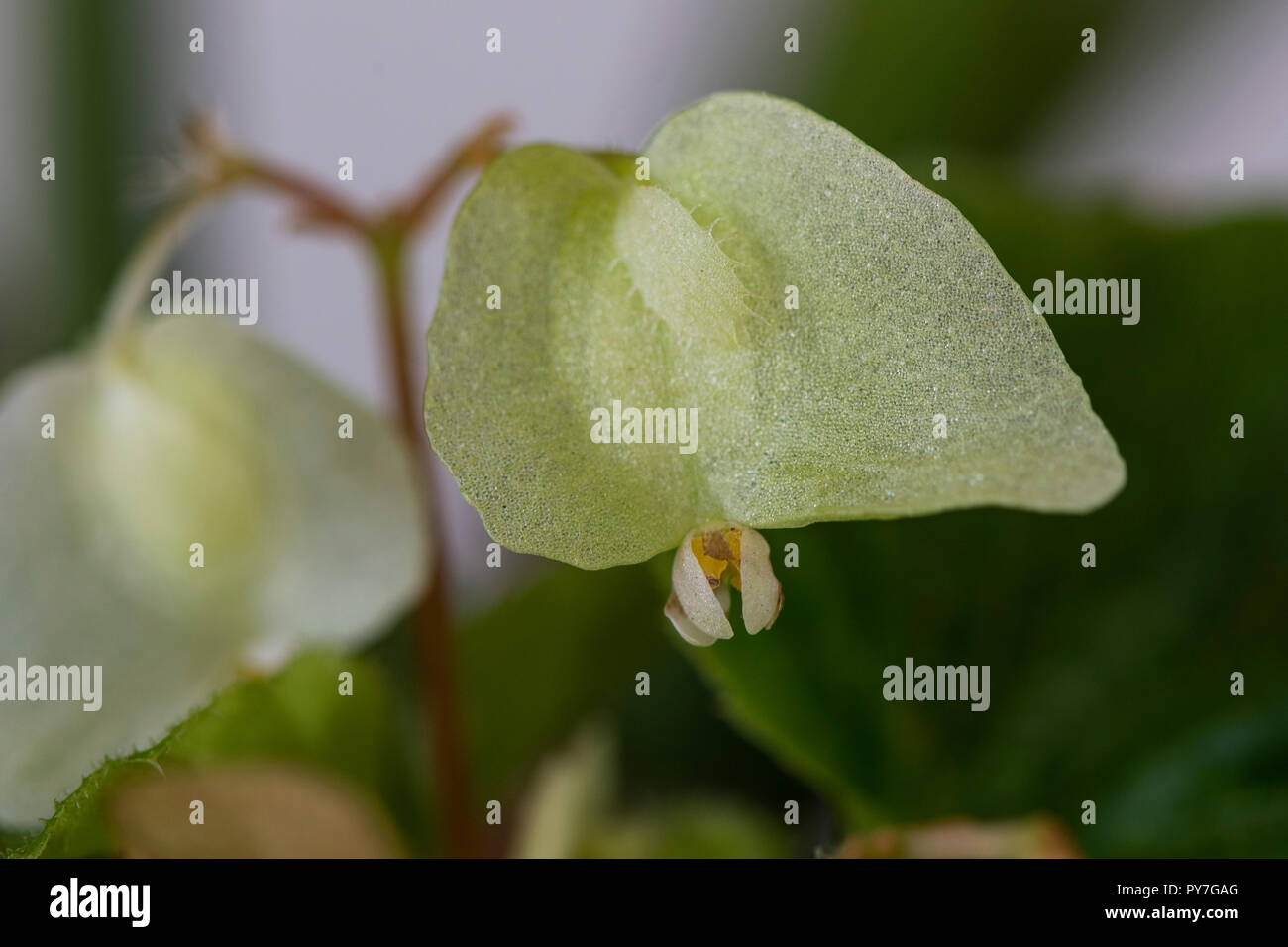 Nahaufnahme der Blüten einer brasilianischen Arten von Begonia (evtl. Begonia Fischeri) Stockfoto