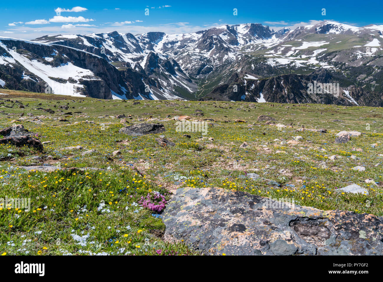 Beartooth Mountains und wilden Blumen entlang Beartooth Pass, Wyoming Stockfoto