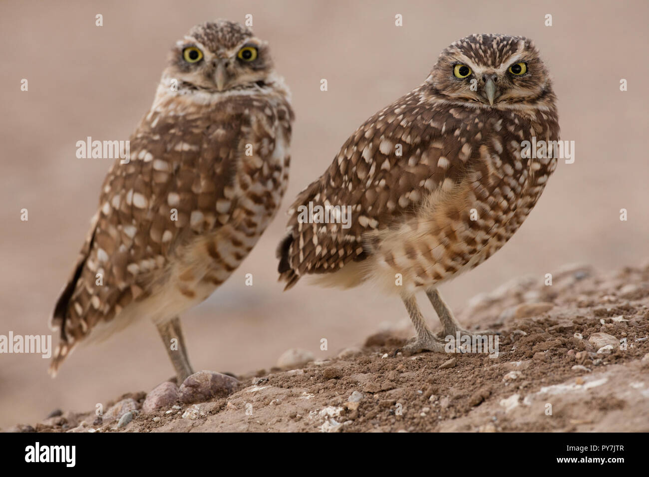 Grabende Eule (s), (Athene cunicularia), Arizona Stockfoto