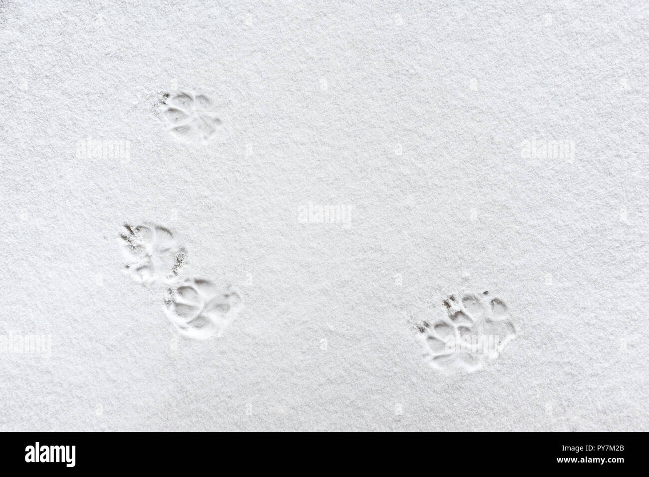 Katze Pfotenabdrücke im Schnee Stockfoto