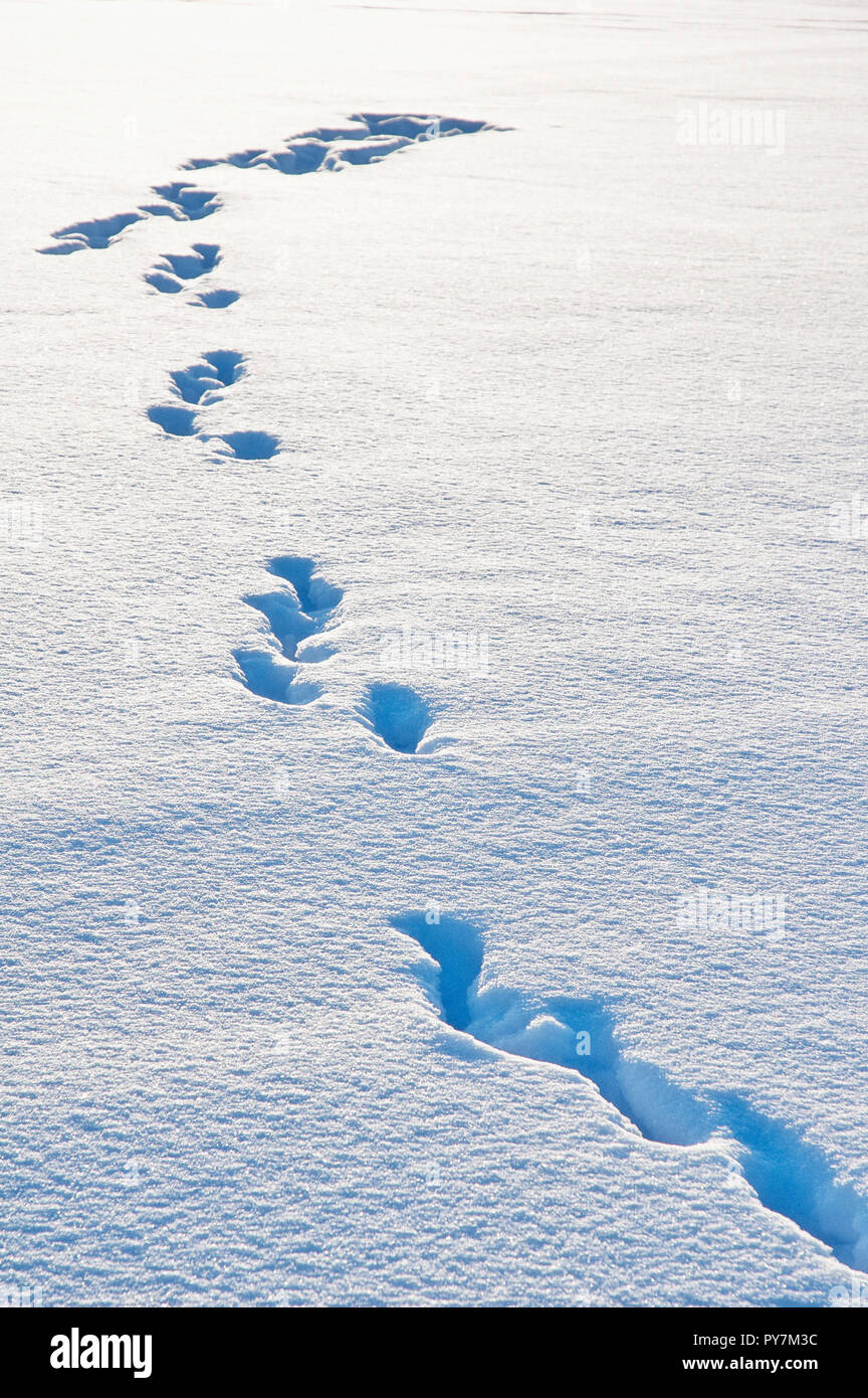 Tierspuren im Schnee Stockfoto