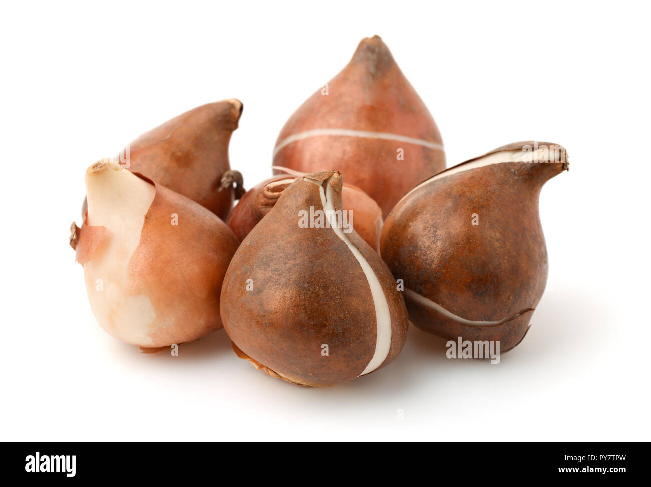 Gefaehrdeten Tulpenzwiebeln isoliert auf weißem Stockfoto