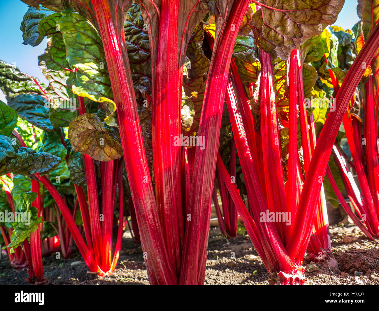 Rhabarber Mangold Beta vulgaris var. flavescens Subsp cicla 'Rhabarber Mangold Mangold ''Schweizer' wachsen im Gemüsegarten Essbare rote Stiele und Blätter Stockfoto