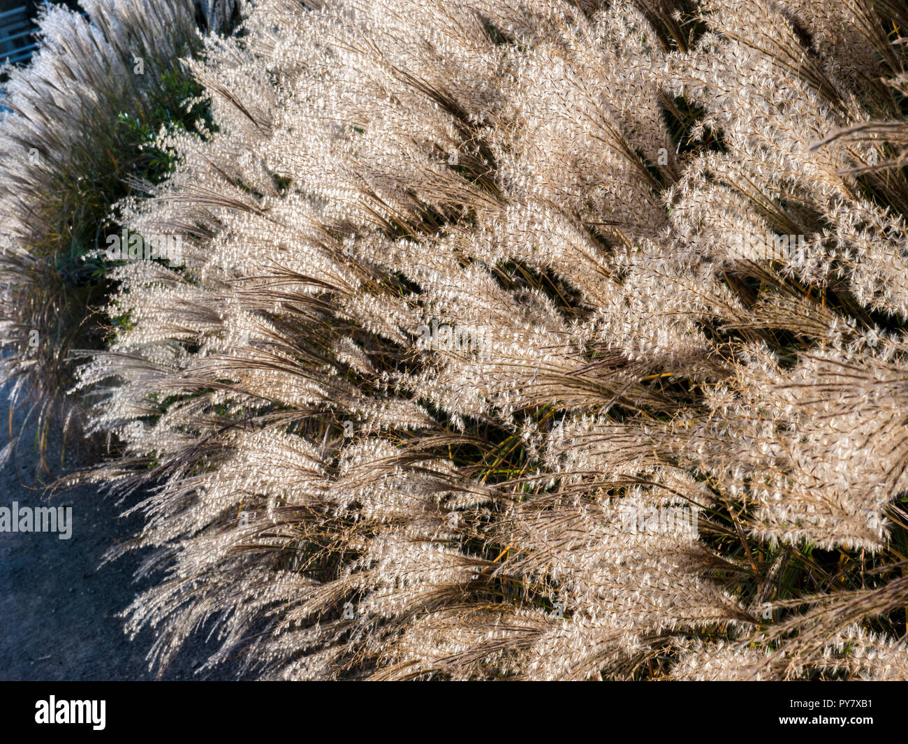 Ziergräser Miscanthus sinensis 'Herbst' Gras Maiden Sonne sonnigen Herbst Garten mit Hintergrundbeleuchtung Stockfoto