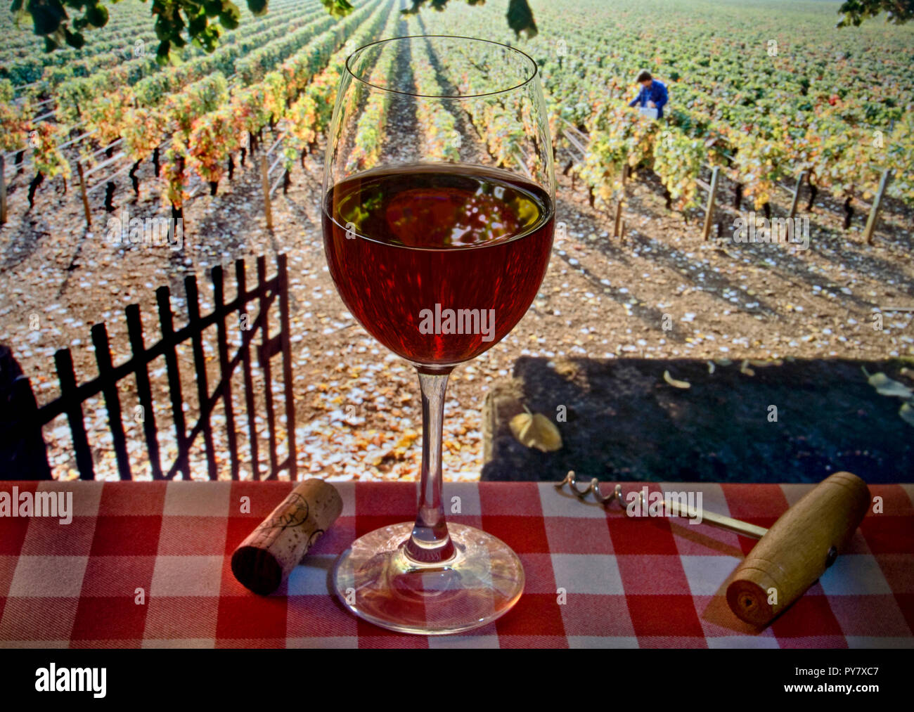 Rotwein, französisches Verkostungsglas, Picknicktisch im Freien mit karierter Tischdecke, offenes Tor zum herbstlichen Weinberg und Weinarbeiter, die dahinter ernten. Frankreich Stockfoto
