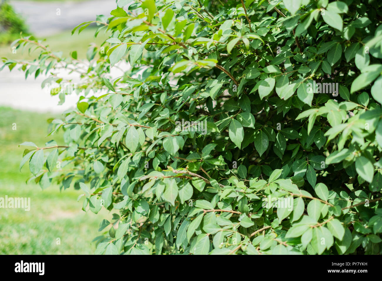 Brennende Busch, Euonymus alatus, im Sommer grün - Blätterte Stadium, bevor Sie crimson im Herbst. USA. Stockfoto